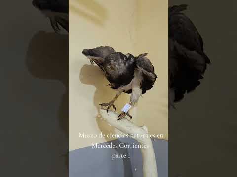 MUSEO DE CIENCIAS NATURALES EN MERCEDES CORRIENTES 🙌. PARTE 1 #viral #funny #viralvideo #video #fyp