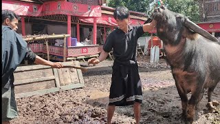 Download lagu Satu Kali Tebas langsung Tumbang mp3 Download lagu Satu Kali Tebas langsung Tumbang mp3