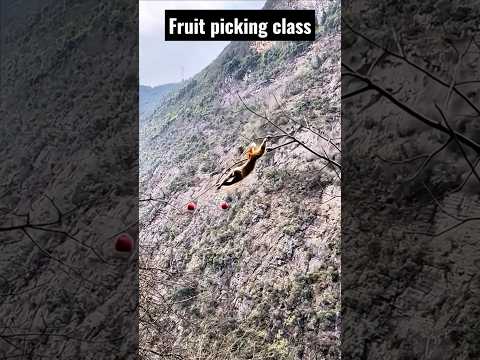 The monkey's risk is rewarded