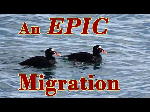 Acadia National Park's HOTTEST migration spot