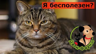 3 причины, по которым одинокие женщины живут с кошками