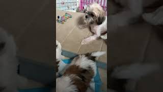 Mommy Mini & her puppy Barry are available for adoption Mommy Mini & her puppy Barry are available for adoption