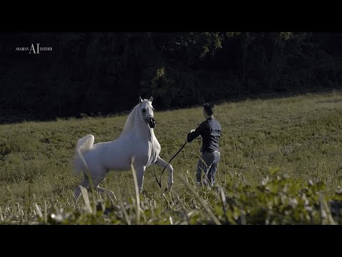 ALEXXANDERR - Ready for the World Championship 2022