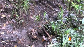preview picture of video 'Kokoda Track Conditions - What is it like under foot?'