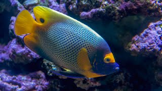 Coral Reef Video - Sea Life Aquarium  | Relaxing Video to Reduce Stress, Anxiety, and Insomnia.