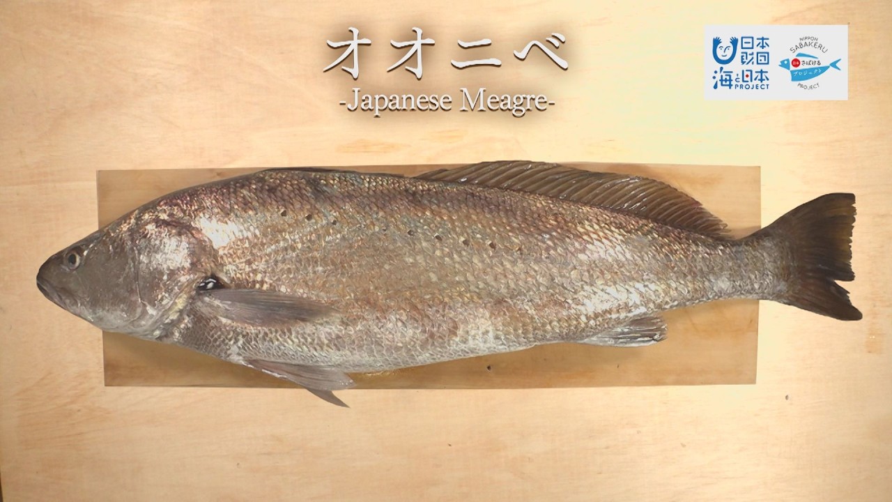 オオニベのさばき方 - How to filet Japanese meagre -｜日本さばけるプロジェクト