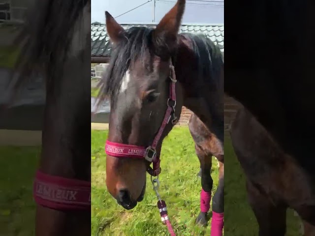 Caballo entero KWPN Caballo de Deporte Neerland&eacute;s En venta 2024 Bayo moreno por Nevada J.S du Bosquet