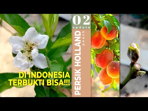 , title : 'Sah! Pohon Persik Bisa Berbuah Di Indonesia, Begini Caranya'