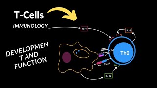 T- Cell Development and Function | Immunology