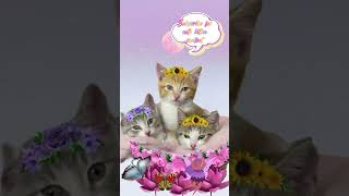 Cute KITTENS in a Flower Basket Wearing Flower Crowns 💖 #cutekittensvideos  #kittenshorts #joyful