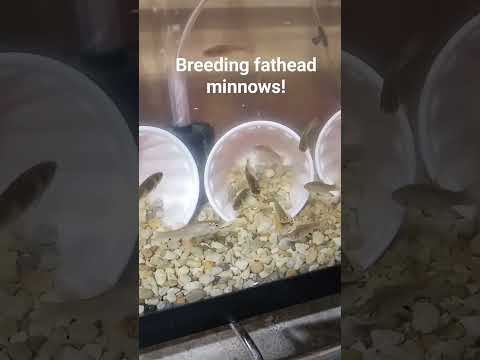 how to: breed your own bait minnows! #fishing #icefishing #bait #livebait #fatheads #shiners #diy
