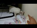 Drama Anak ♥️ Ekspresi Kucing Lucu Kelaparan Melihat Asmr Di Youtube