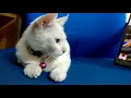 Drama Anak ♥️ Ekspresi Kucing Lucu Kelaparan Melihat Asmr Di Youtube
