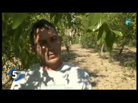 ŽIŽULE I NJIHOVA LJEKOVITOST