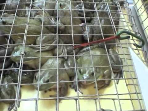 Chinatown Complex Wet Market, Singapore, September 2002