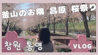 【韓国旅行】昌原にある桜祭りに行ってきた!春の韓国旅行の穴場!창원에 있는 벛꽃 축제에 갔다 왔어!봄의 한국여행 추천!
