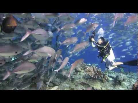 Diving Under Sipadan - Beautiful!