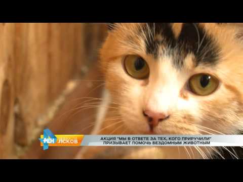 Новости Псков 09.08.2016 # Акция зоозащиты