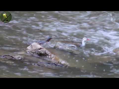 PATO DE TORRENTE | La Ceja, Antioquia