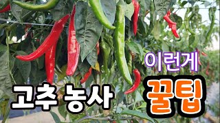 고추 농사 이런게 꿀팁 ^^
