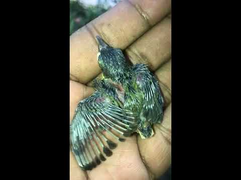 Olive Backed Sunbird (Tamsi) The Philippines Exotic Birds #bikewander #naturelover #marinduque