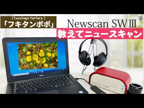 フキタンポポ 植物