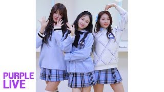 [Purple LIVE / Random Relay] FANATICS-FLAVOR(파나틱스-플레이버) - MILKSHAKE