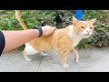 A Super Cute Orange Cat Meows For Food