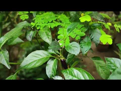 Backyard Garden of Jyotsna Das.... 