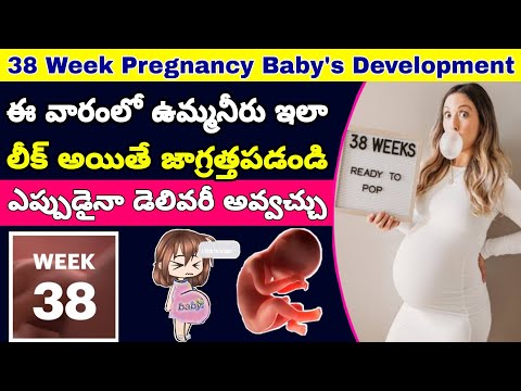 గర్భం 38వ వారం | 38th Week of Pregnancy Symptoms Changes & Baby Development | 38th Week of Pregnancy