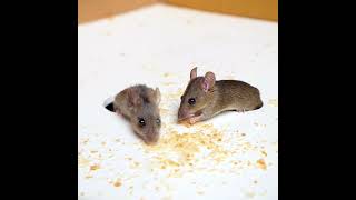 Download lagu ULTIMATE Cat TV 🐀 REAL Mouse Hole GAME for Cats | Feline Enrichment mp3