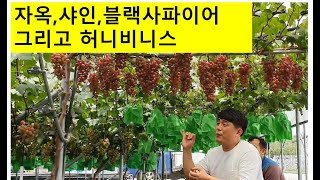 전라남도의 포도명인 샤인, 블랙사파이어 그리고 허니비너스