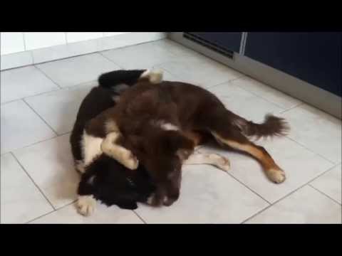 Zwei Wurfgeschwister und ein blauer Ball - 13.11.2013