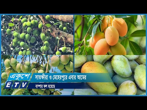 সাতক্ষীরা ও মেহেরপুরে এবার আমের বাম্পার ফল হয়েছে | ETV News