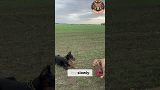 Download lagu Doberman vs Pitbull: One Stare Changed Everything 👀🐕 mp3 Download lagu Doberman vs Pitbull: One Stare Changed Everything 👀🐕 mp3