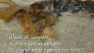 Reinhard Mey - Viertel vor Sieben