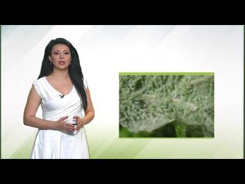 Zelena prognoza, 1.6.2016. - O biljnim vašima