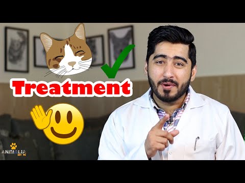 Ear Mites Treatment For Cats || Vet Furqan Younas