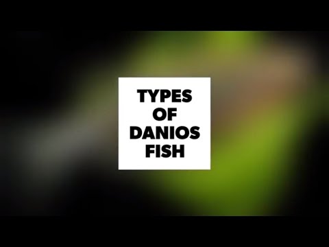 Danios Fish Types