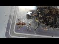 Turtles Eating Crickets