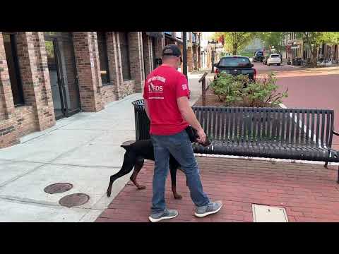 Taking A Trip Downtown With Young "Grover"