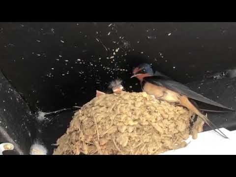 The Story of a Swallow Family 3