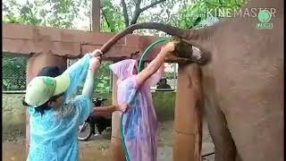 Elephant constipation relief