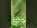 Female Banded Demoiselle on Nettle at Conigre Mead WWT #naturevideo #wiltshirewildlifetrust