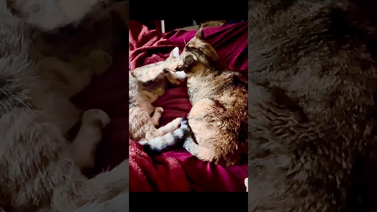 Enlarge *Mama**Video, an adopted American Shorthair in Pasadena, CA video 6/6