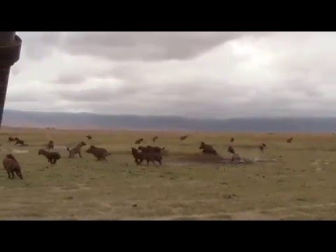 Trailers The Hyena