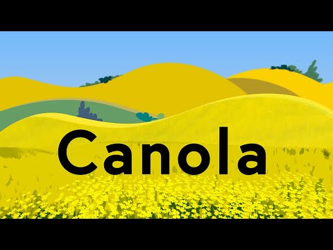 Canola Explained