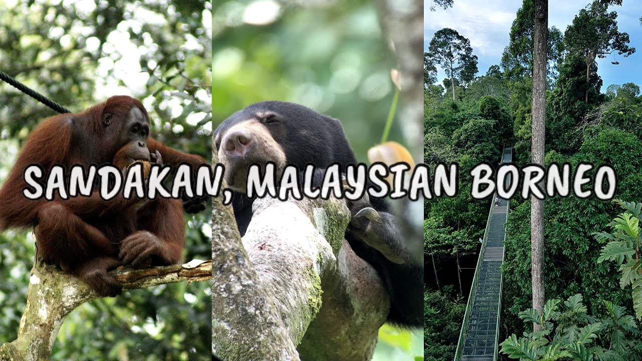 旅遊VLOG：山打根．馬來西亞沙巴州 — 通往婆羅洲島的野外生態之門 Explore Wildlife in Sandakan, Malaysian Borneo
