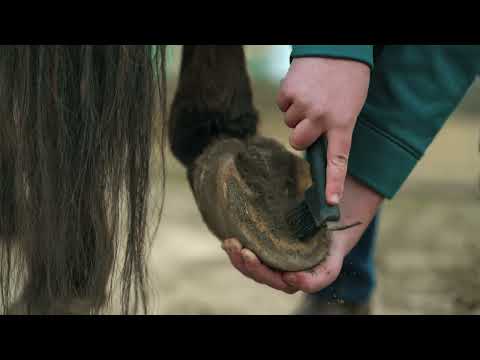Individual 2nd Place: How to Pick a Horse's Foot Video Screenshot