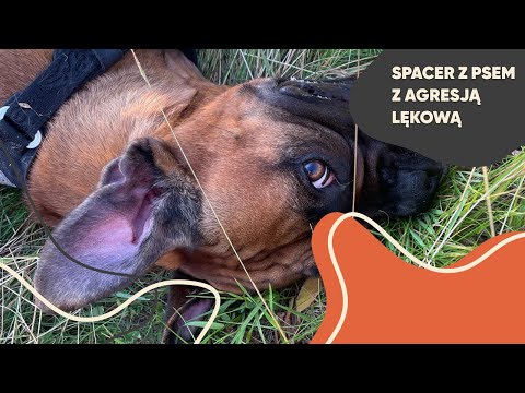 Spacer z psem z agresją lękową